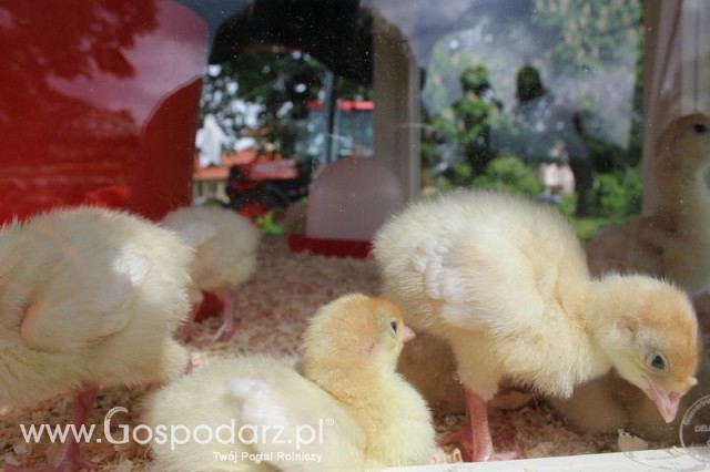 Pierwsze dni indyka w Koźminku