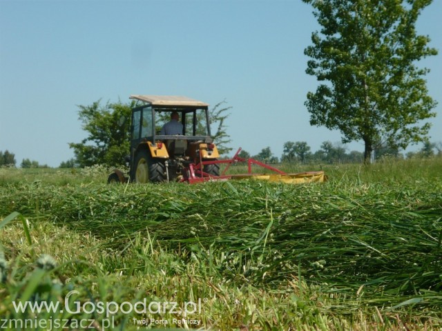 Koszenie trawy ciapusiem;d