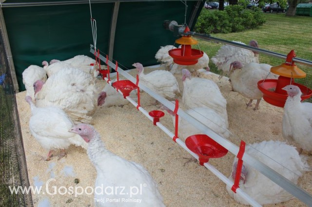 Pierwsze dni indyka w Koźminku