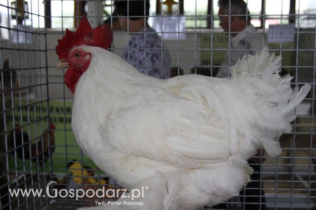 Drób - Szepietowo 2012 XIX Regionalna Wystawa Zwierząt Hodowlanych - 20