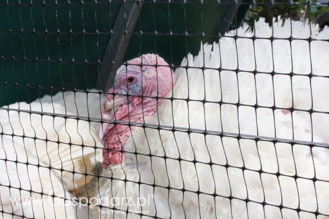 Pierwsze dni indyka w Koźminku