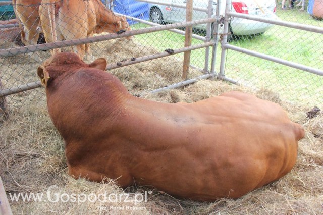 XX Targi Rolnicze Lubniewice