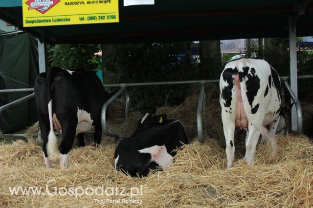 XX Targi Rolnicze Lubniewice 