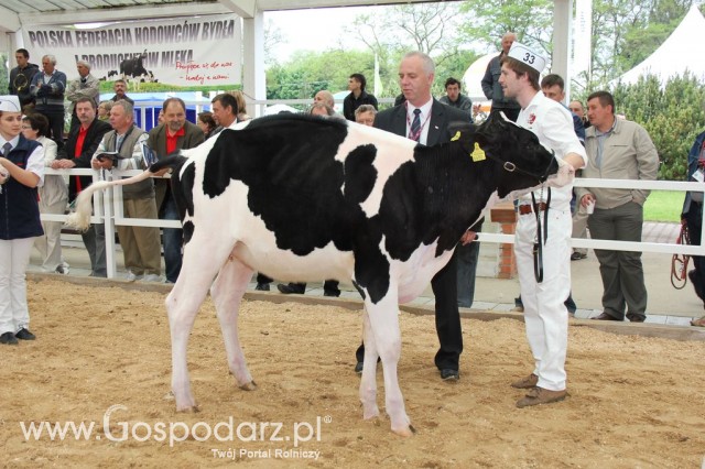 VII Ogólnopolska Wystawa Bydła Hodowlanego - 31