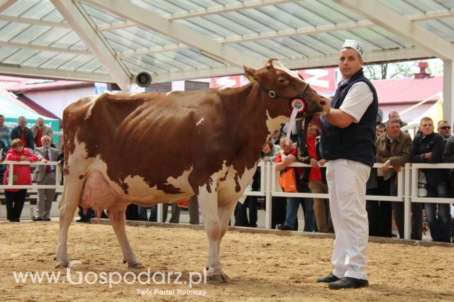 VII Ogólnopolska Wystawa Bydła Hodowlanego - 142