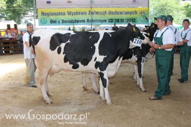 Bydło - Szepietowo 2012 XIX Regionalna Wystawa Zwierząt Hodowlanych - 89
