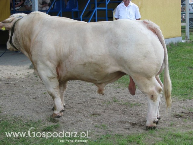 Bydło - Szepietowo 2012 XIX Regionalna Wystawa Zwierząt Hodowlanych - 58