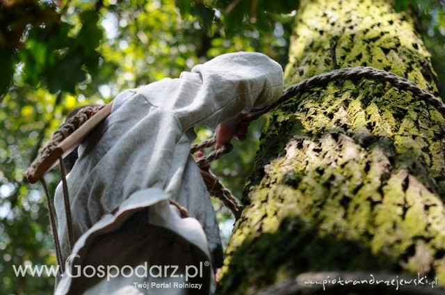 Bartnik wspinający się po miód na drzewie