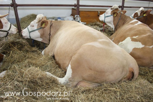 VII Ogólnopolska Wystawa Bydła Hodowlanego - 174