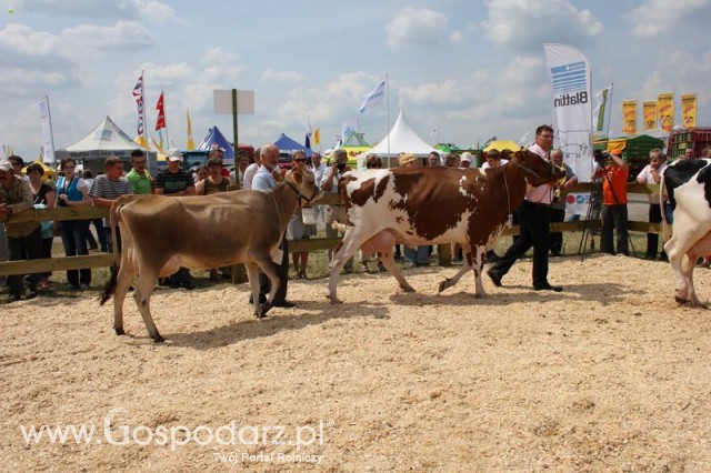 Nagordy dla superchampionów i championów  - 9