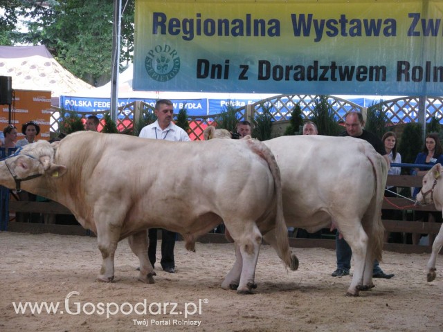Bydło - Szepietowo 2012 XIX Regionalna Wystawa Zwierząt Hodowlanych - 61