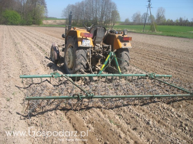 Bronowanie ziemniaków.