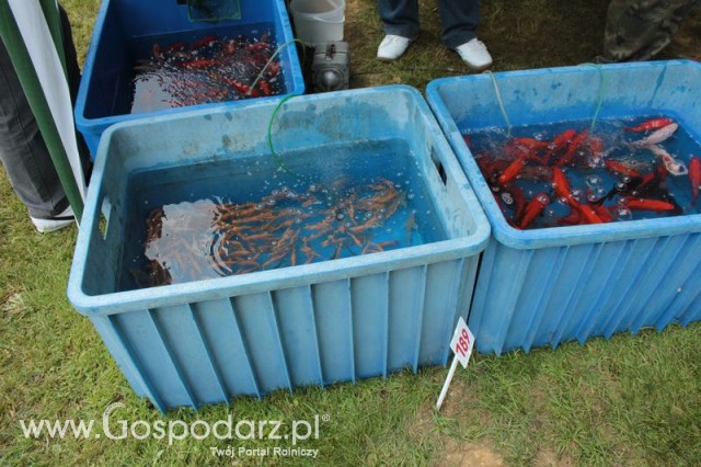 XX Targi Rolnicze Lubniewice 