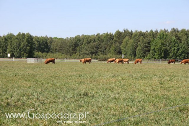 Wypas bydła zdjęcie nr 18