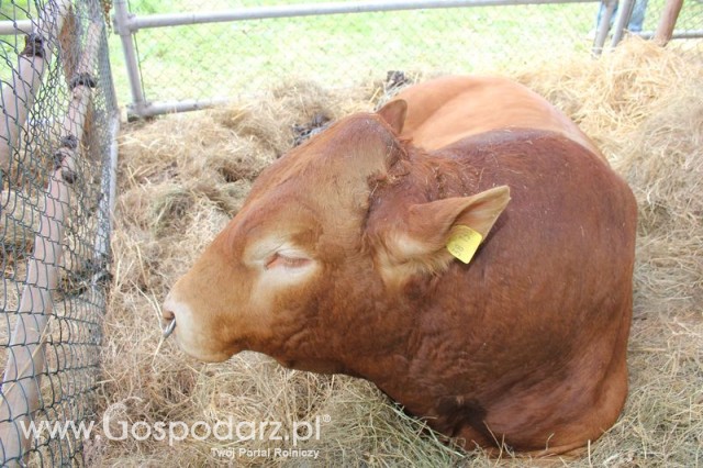 XX Targi Rolnicze Lubniewice