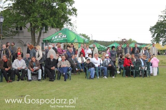 Pierwsze dni indyka w Koźminku
