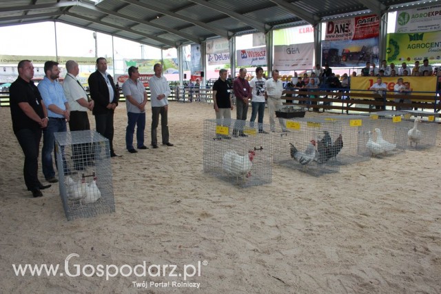 Drób - Szepietowo 2012 XIX Regionalna Wystawa Zwierząt Hodowlanych - 9