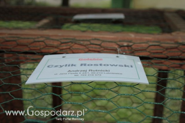 Gołębie Czylik Rostowski