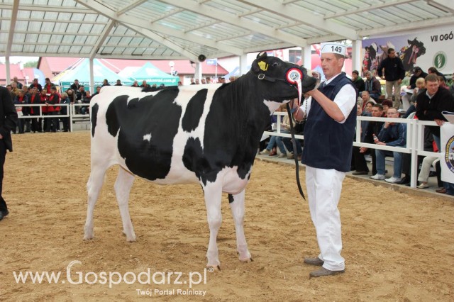 VII Ogólnopolska Wystawa Bydła Hodowlanego - 48