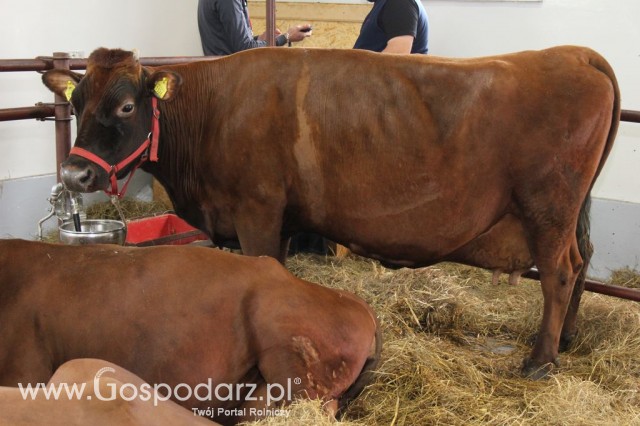 VII Ogólnopolska Wystawa Bydła Hodowlanego - 177