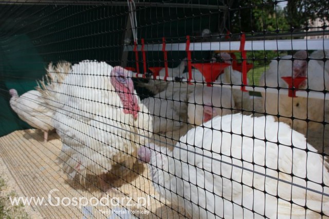 Pierwsze dni indyka w Koźminku