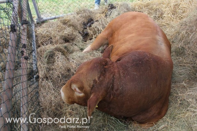 XX Targi Rolnicze Lubniewice