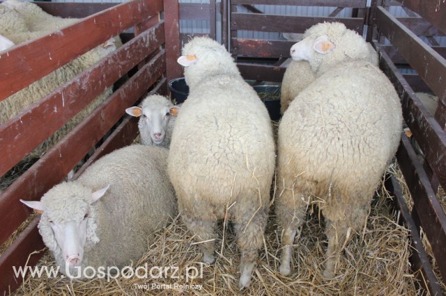 Owce - Szepietowo 2012 XIX Regionalna Wystawa Zwierząt Hodowlanych - 3