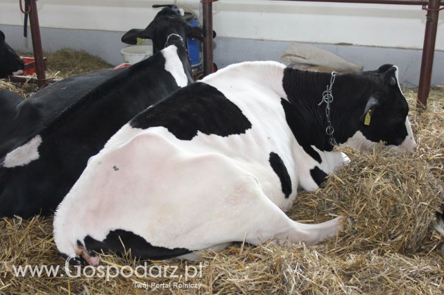 VII Ogólnopolska Wystawa Bydła Hodowlanego - 160