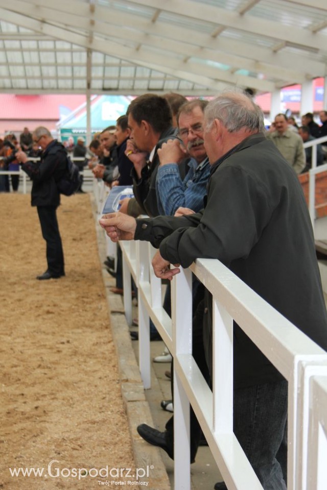 VII Ogólnopolska Wystawa Bydła Hodowlanego - 19