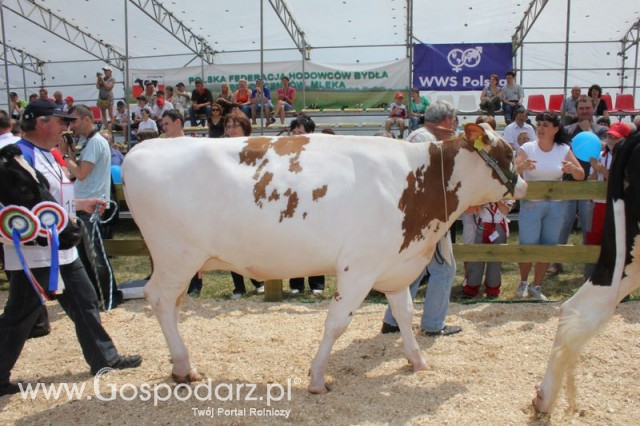 Nagordy dla superchampionów i championów  - 18