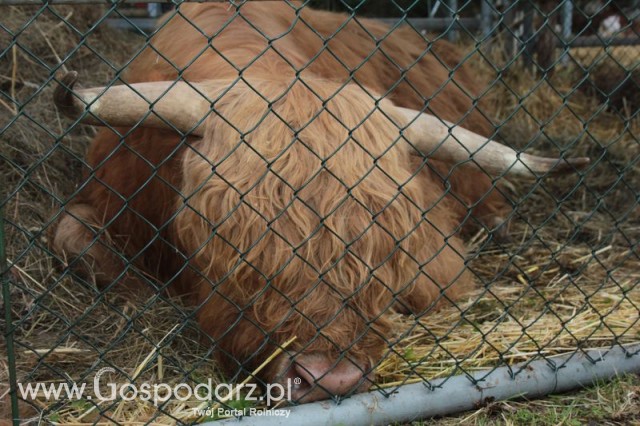 XX Targi Rolnicze Lubniewice