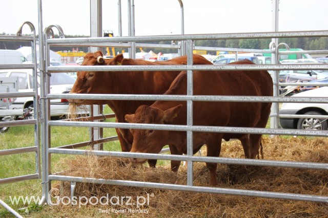 Polskie Zboża Zielone Agroshow - 63