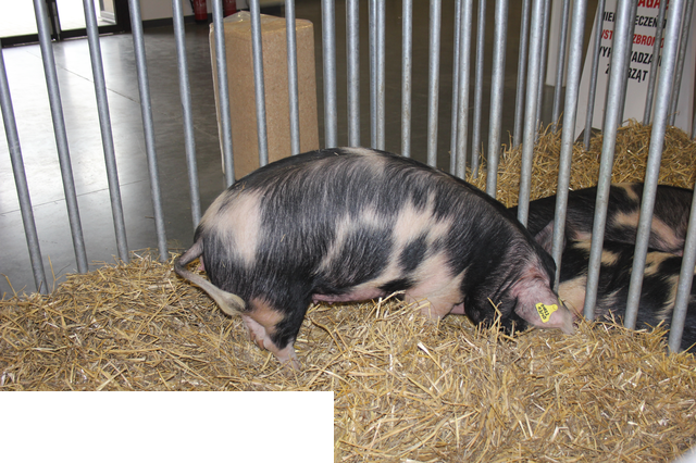 Foto reportaż z Międzynarodowych Targów Hodowli Zwierząt FARMA