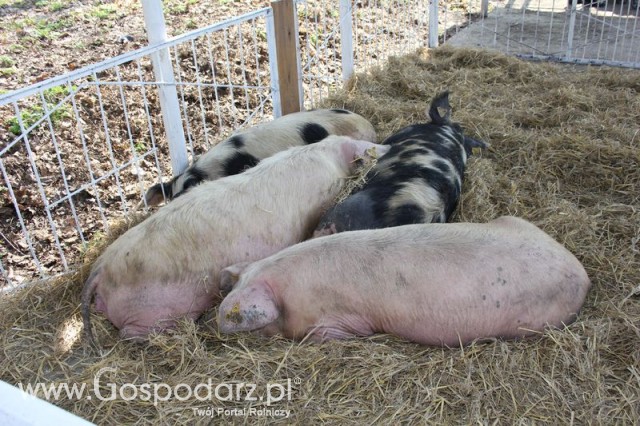 Foto reportaż z Targów Rolno-Ogrodnicze AGROMARSZ Marszew 2011