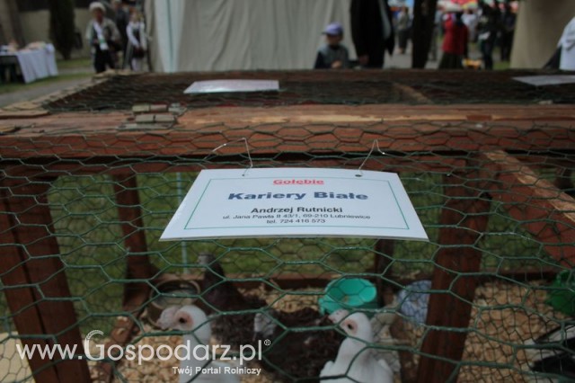 Gołębie Kariery Białe