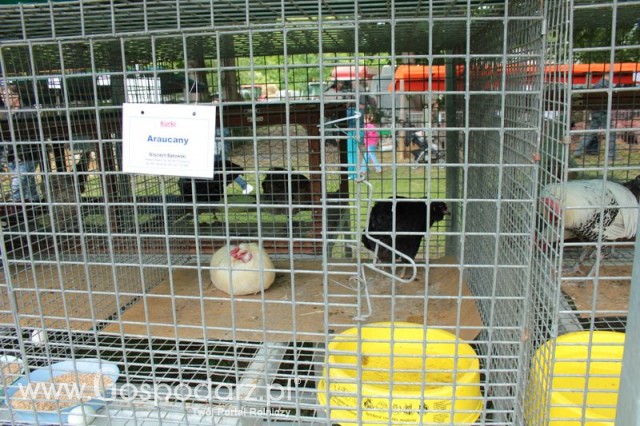 Kurki Araucany