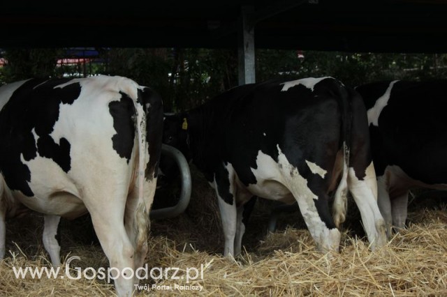 XX Targi Rolnicze Lubniewice 