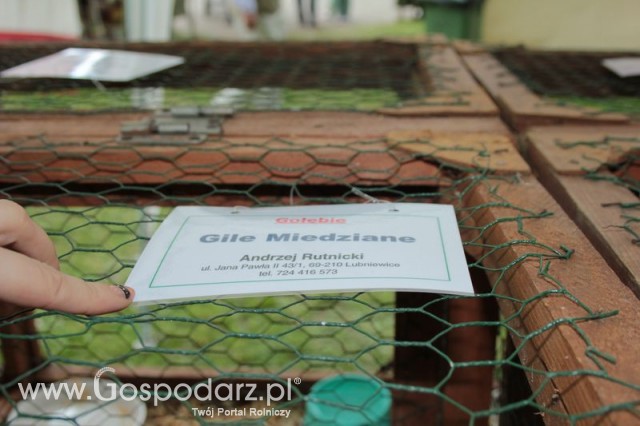 Gołębie Gile Miedziane