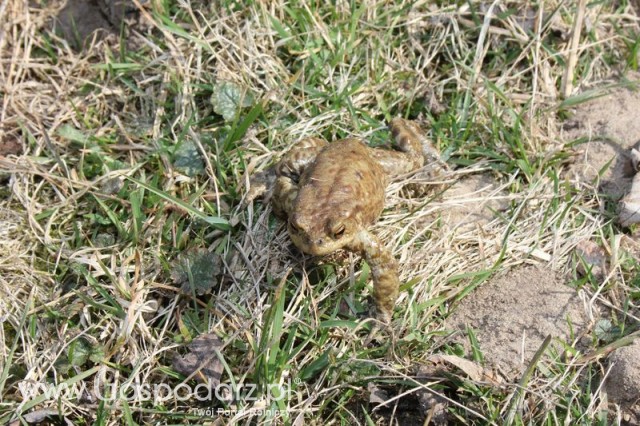 Foto reportaż z Targów Rolno-Ogrodnicze AGROMARSZ Marszew 2011