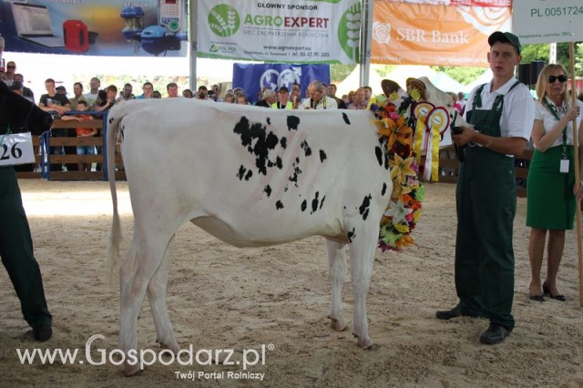 Bydło - Szepietowo 2012 XIX Regionalna Wystawa Zwierząt Hodowlanych - 116
