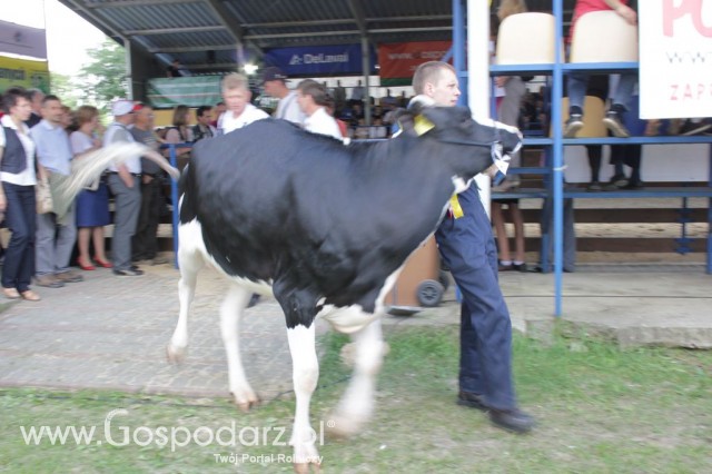 Bydło - Szepietowo 2012 XIX Regionalna Wystawa Zwierząt Hodowlanych - 83
