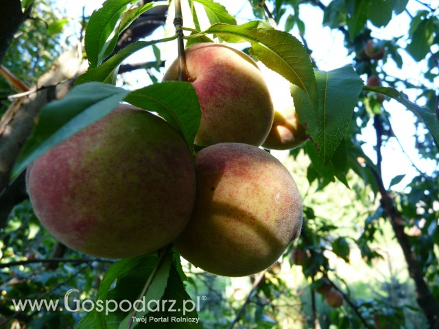 Apetyczne brzoskwinki