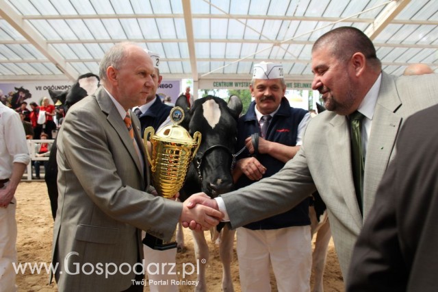VII Ogólnopolska Wystawa Bydła Hodowlanego - 49