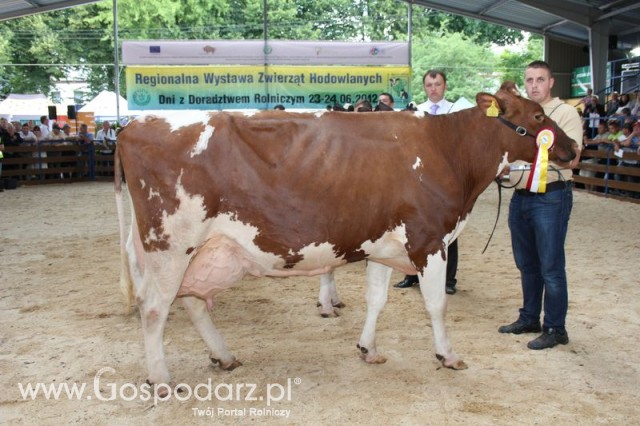 Bydło - Szepietowo 2012 XIX Regionalna Wystawa Zwierząt Hodowlanych - 133