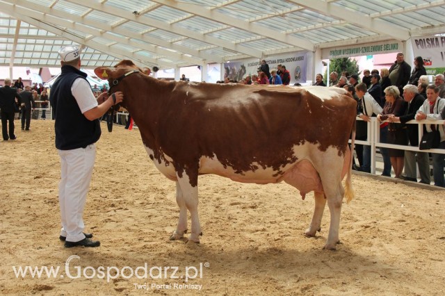 VII Ogólnopolska Wystawa Bydła Hodowlanego - 132