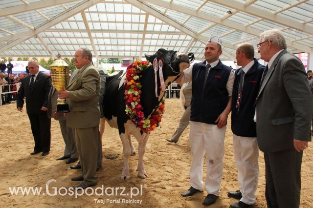 VII Ogólnopolska Wystawa Bydła Hodowlanego - 16