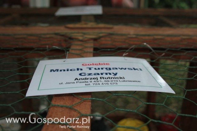 Gołębie Mnich Turgawski Czarny