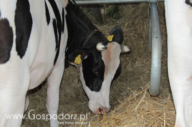 Wystawa Bydła Mlecznego