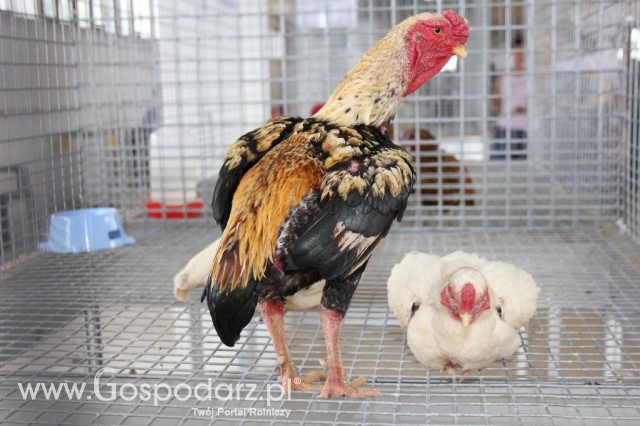 Drób - Szepietowo 2012 XIX Regionalna Wystawa Zwierząt Hodowlanych - 41