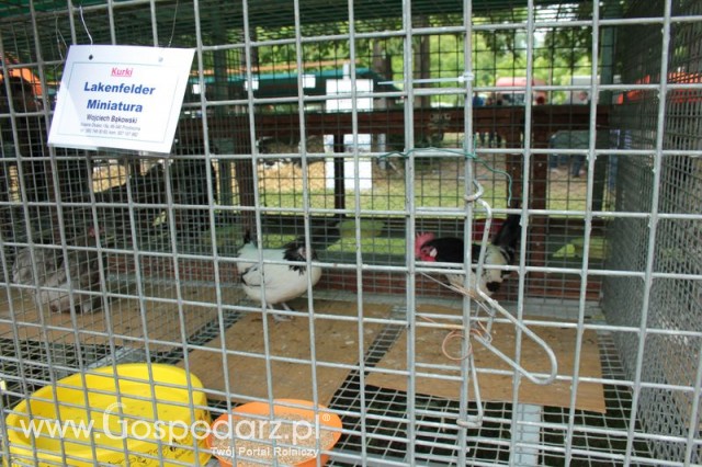 Kurki Lakenfelder Miniaturka